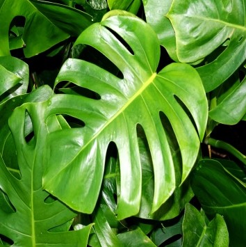 Monstera Deliciosa